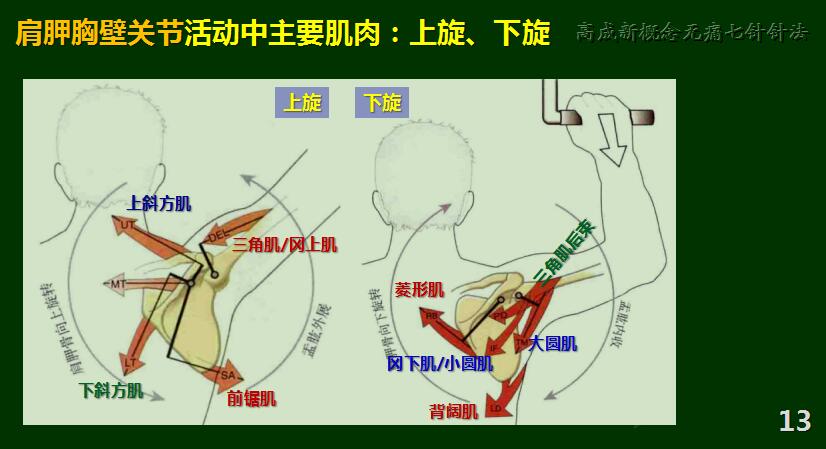 肩胛胸壁关节活动中主要肌肉:上旋,下旋