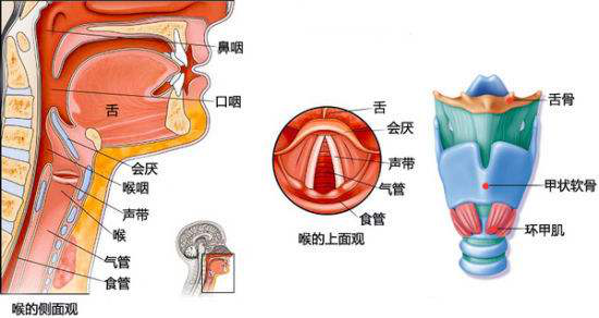 喉头位置稳定 一,喉部示意图