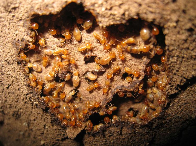 生物| 探秘白蚁王国