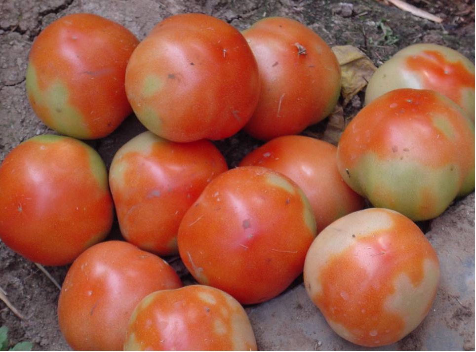 西红柿着色不良是怎么回事?应该怎么办?