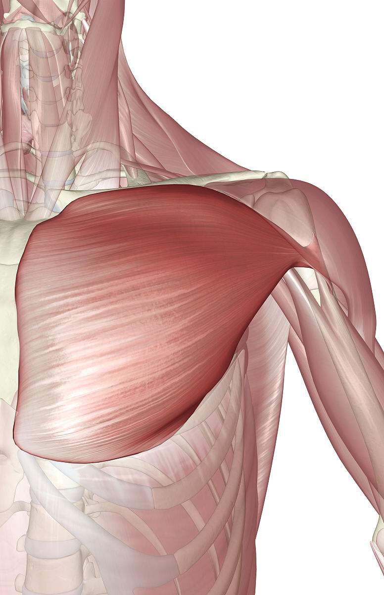 胸大肌的位置图图片