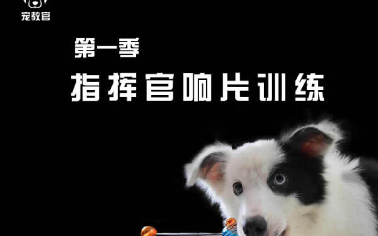 指挥官响片训狗第一季 宠教官的训犬之旅 千聊 指挥官响片训狗第一季 宠教官的训犬之旅 千聊