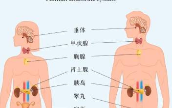 第三十四课：内分泌系统