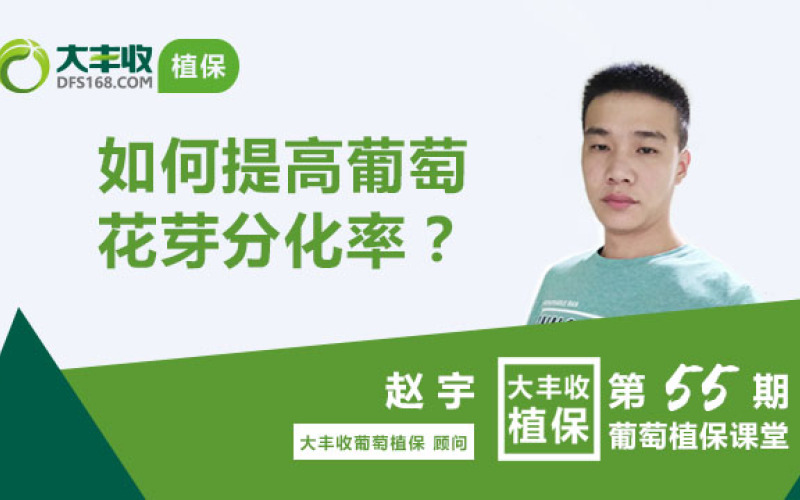 如何提高葡萄花芽分化率 大丰收植保 千聊