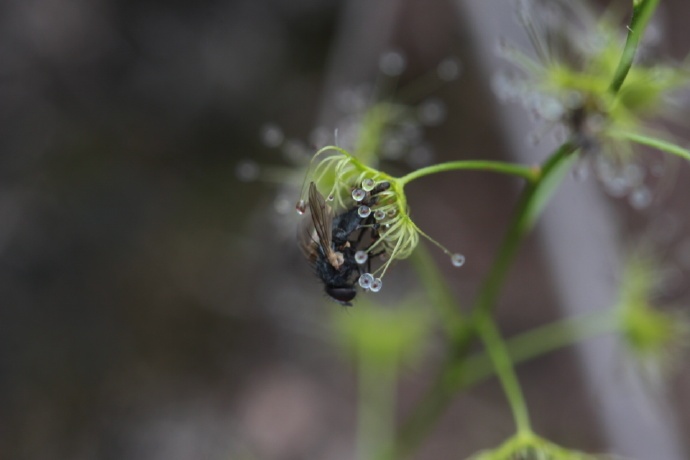 光萼茅膏菜的叶 摄影:林捷