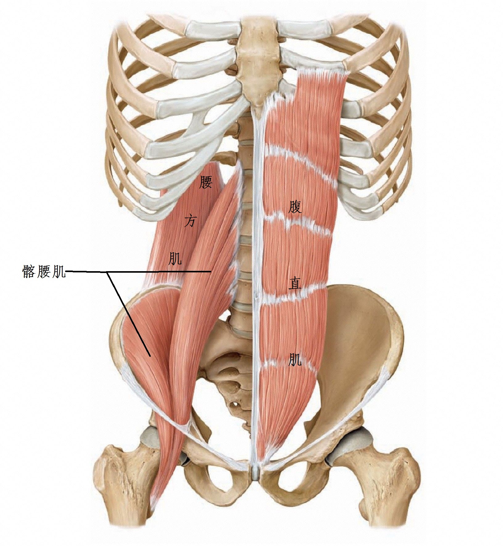 髂腰肌上连腰椎和骨盆,下连大腿股骨
