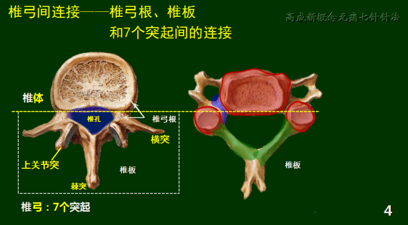 第3讲:脊椎连接(关节和韧带)