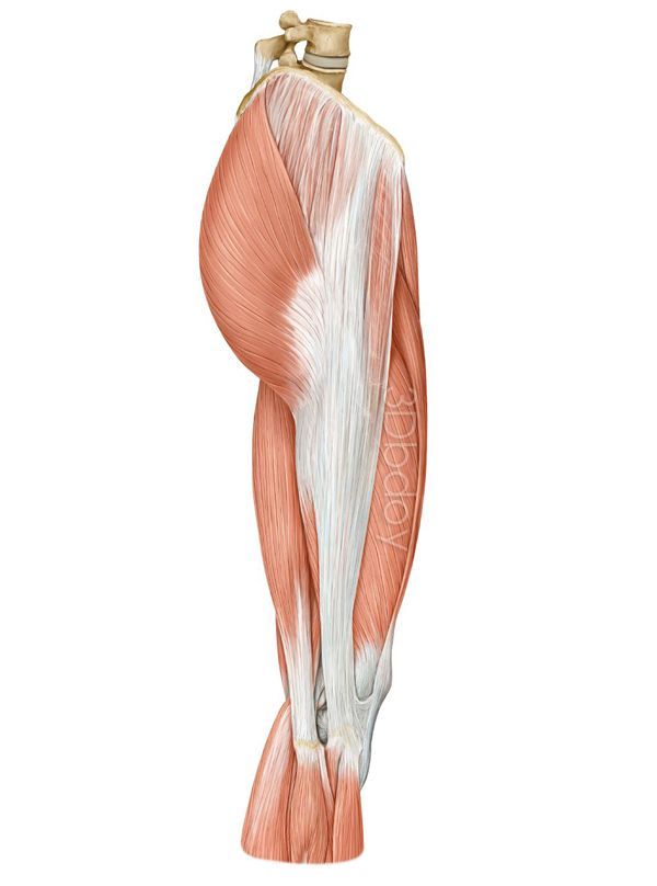 【每日一肌】阔筋膜张肌——臀中肌的"好基友",中医的居髎穴