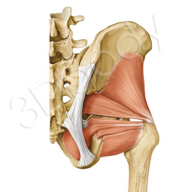 【每日一肌】梨状肌——坐骨神经痛的"兵家必争之地"