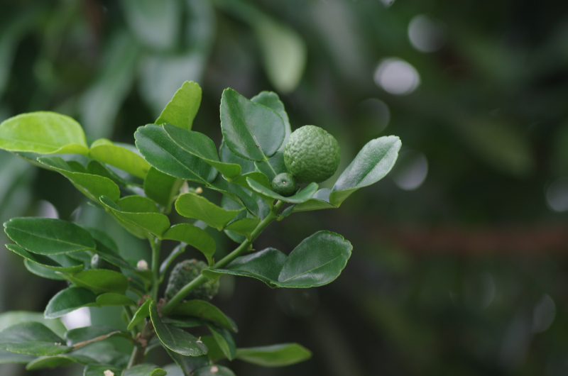 箭叶橙的果实 拍摄:杨晓洋