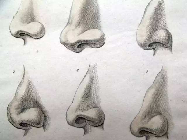 各种鼻子类型