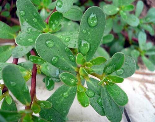 白萝卜皮.马齿苋的性味与少儿食疗健康