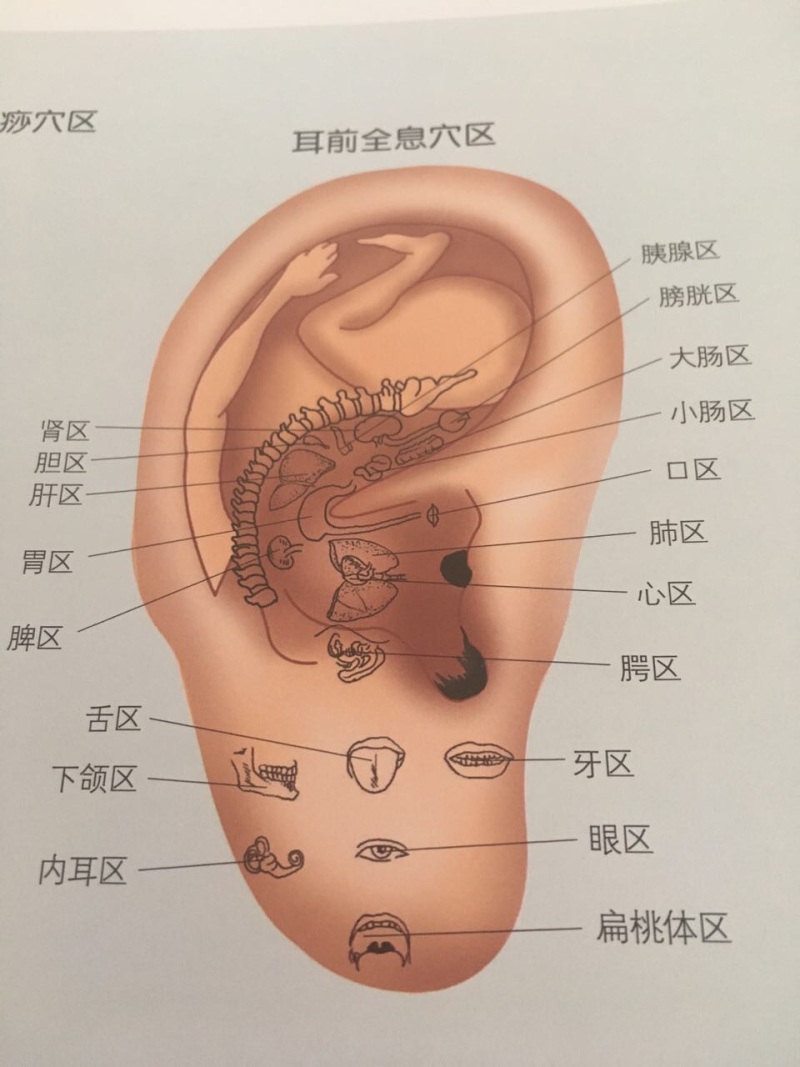 耳部全息穴区