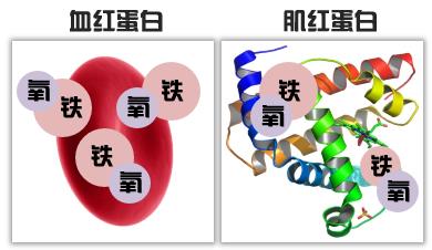 铁的其他作用 刺激血红蛋白,肌红蛋白的合成,参与体内氧与