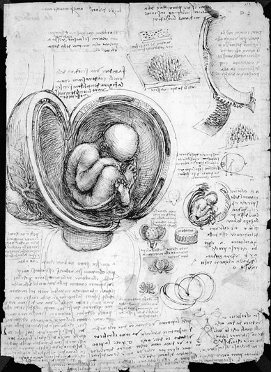达·芬奇手稿,子宫里的孩子