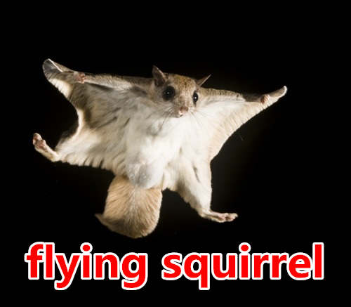 flying squirrel.jpg