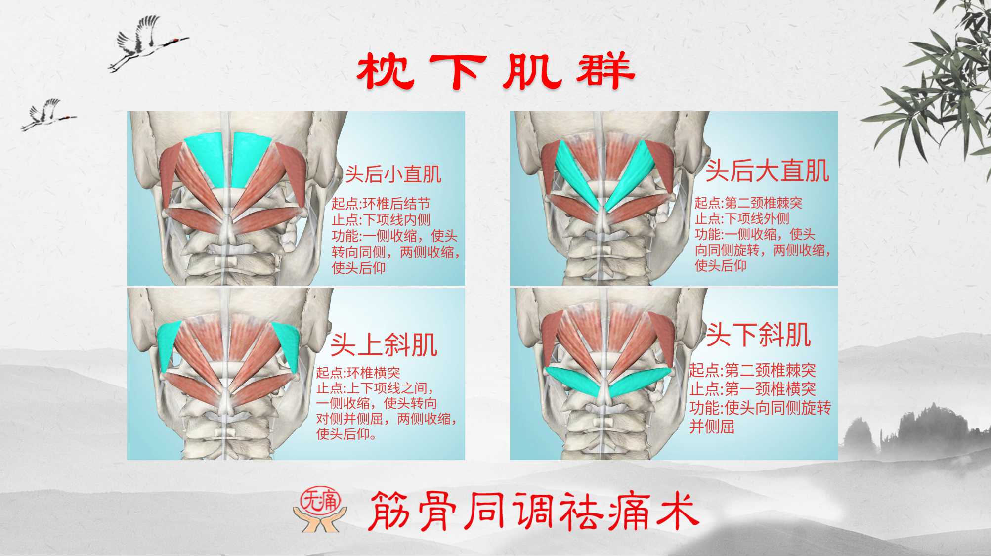 1,枕下肌群【颈部】