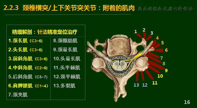 2.3 頸椎橫突/上下關節突關節:附著的肌肉