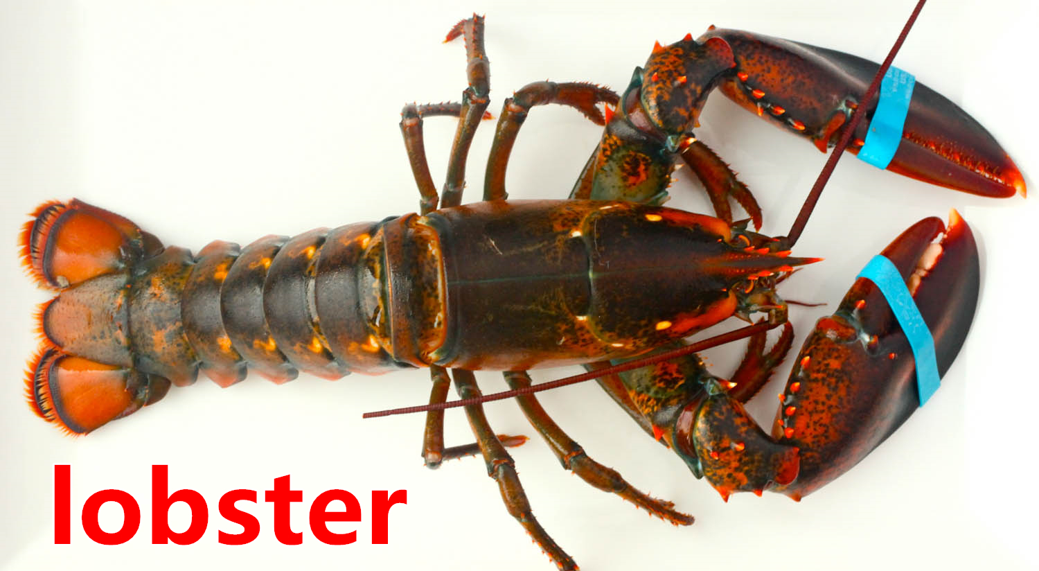 lobster.jpg