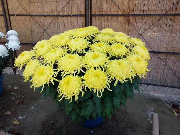 6.8 对谈 | 和菊花专家王中轩的对谈