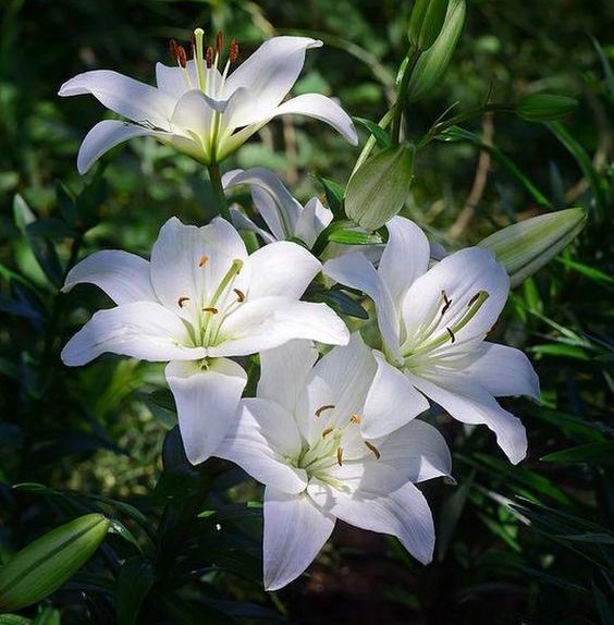 微钩耳饰 3 百合花的染色与组装 手望手工学堂 千聊