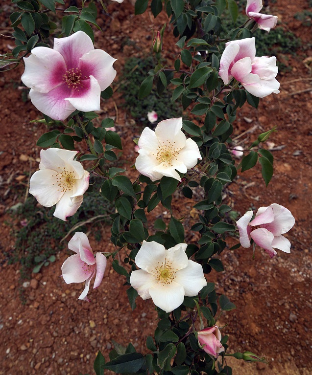 图7 四川深山里的野生单瓣月季花,中国古老月季的主要亲本之一.