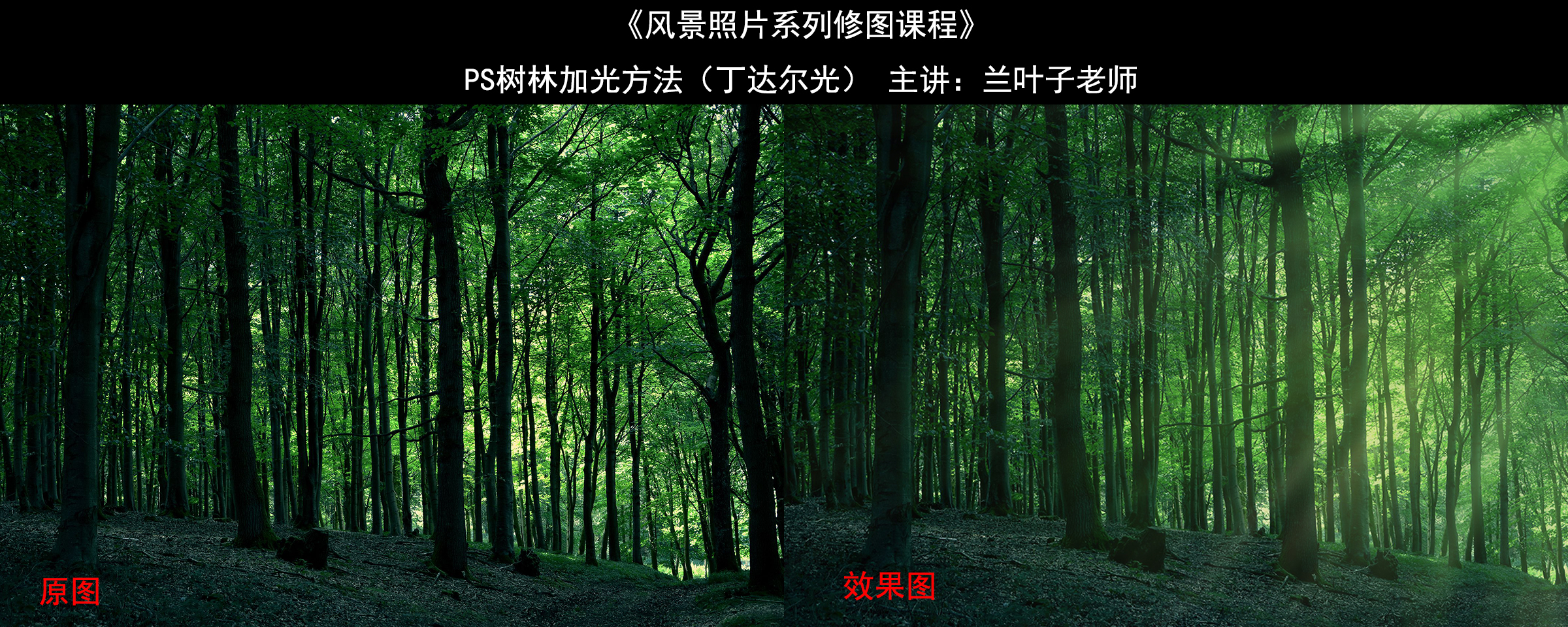 树林加光效果图展示.jpg