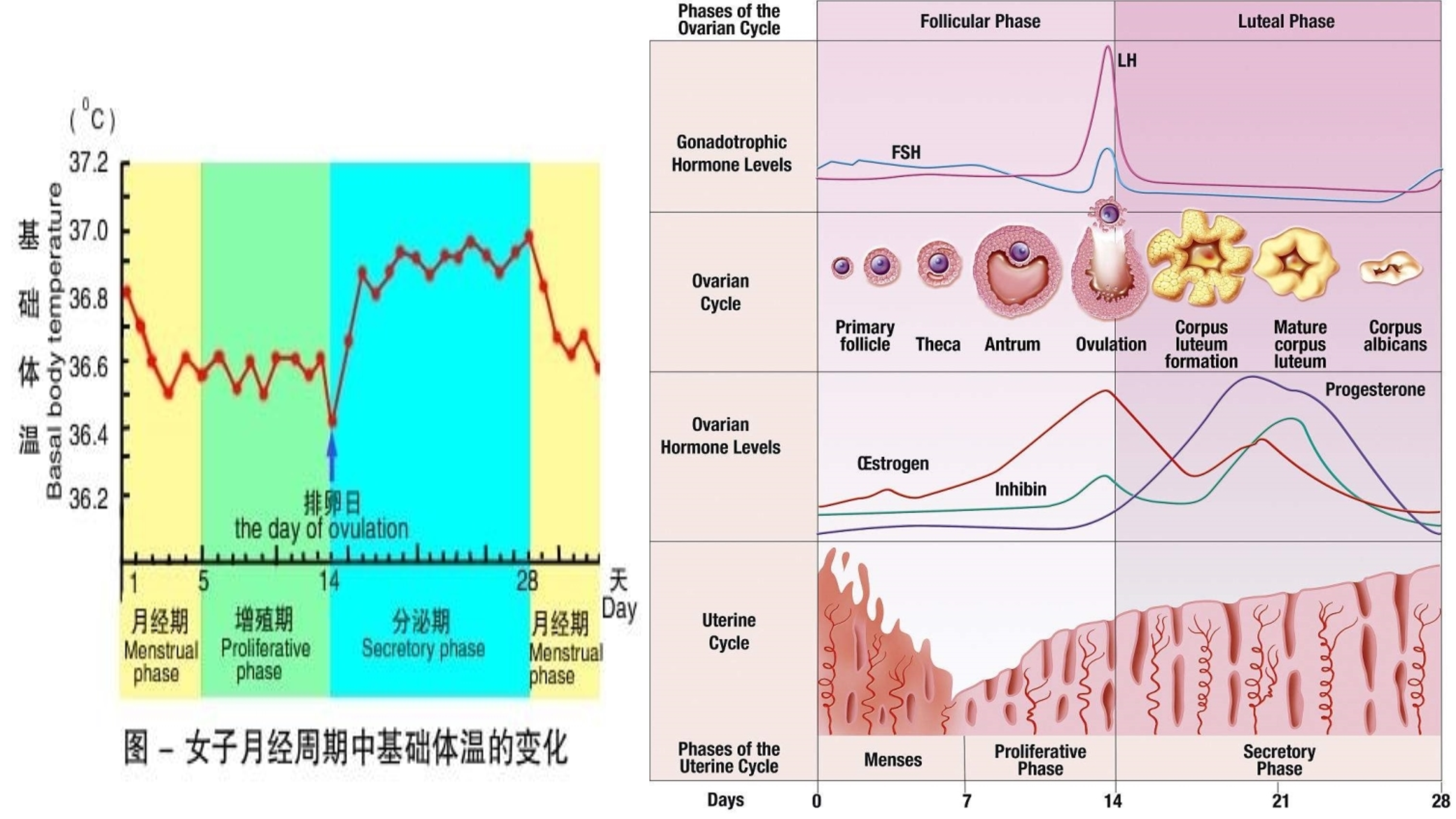 孙迎春讲座_16.jpg