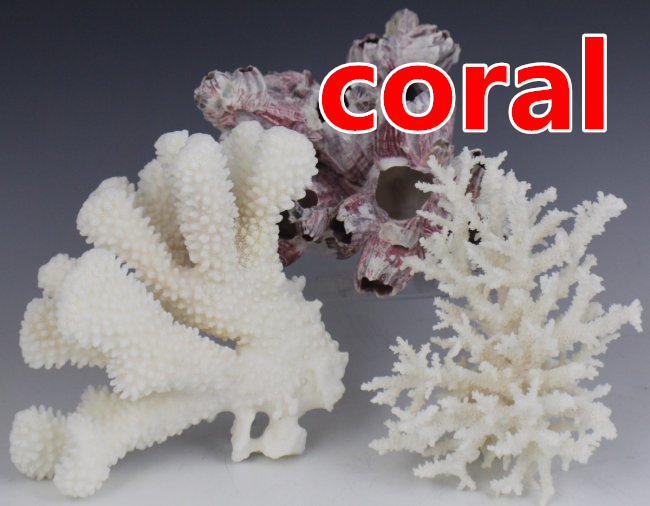 coral.jpg