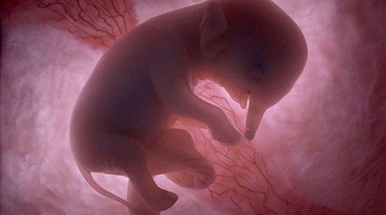 in-the-womb-animals1.jpg