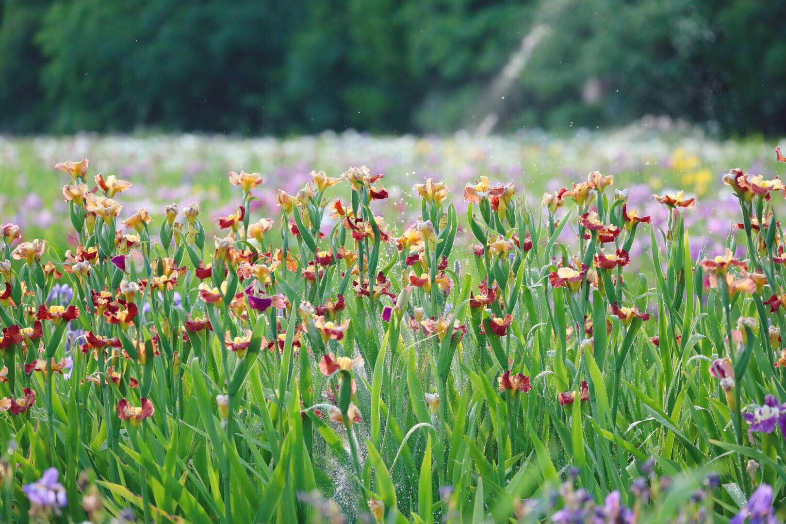 上海植物园长兴岛基地鸢尾园