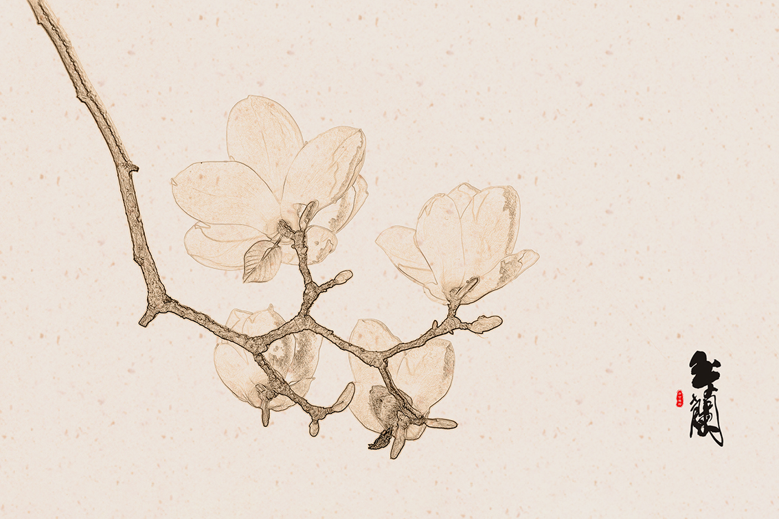 5,画意玉兰花的后期制作技巧