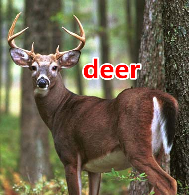 04 deer.jpg