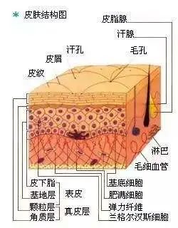 皮肤分表皮和真皮两层,表皮在皮肤表面,又可分成角质层和生发层两部分