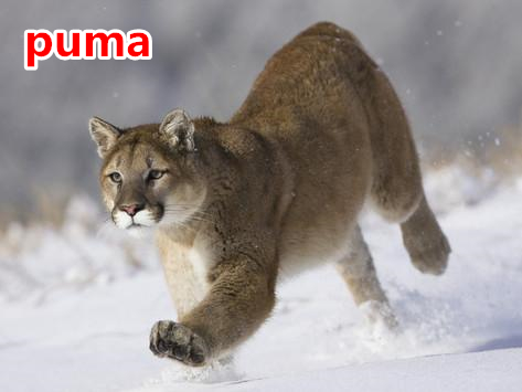 01 puma.jpg
