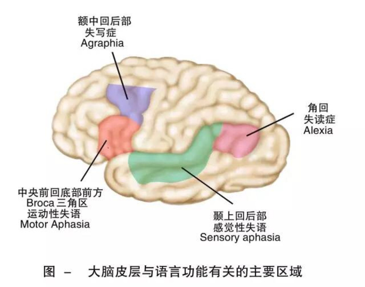 言语活动包括说,听,写,读等几种不同的形式,因此,在大脑皮层上也分别