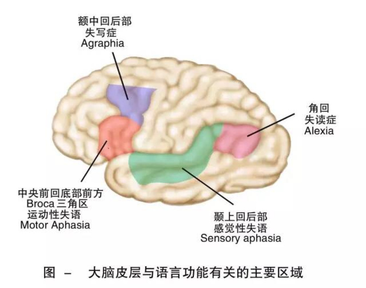 大脑语言中枢分布图图片