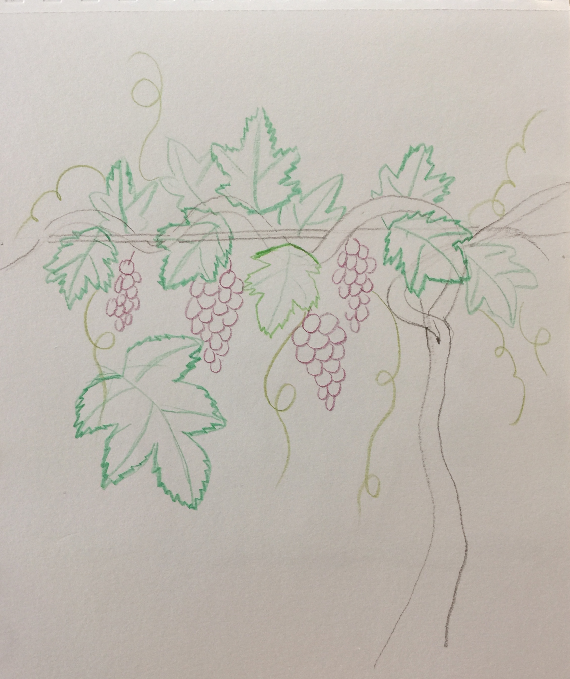 葡萄树怎么画画法图片