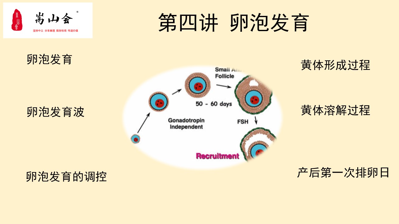 母牛卵泡发育图图片