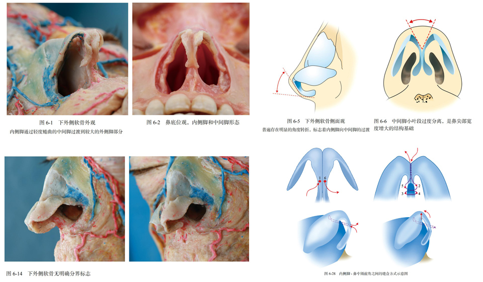 《孔老师鼻整形应用解剖系列课》 课程内容: 第一节:鼻整形术前专科