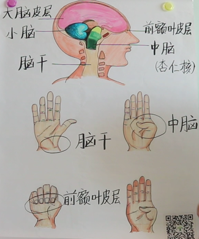 在正面管教理论中有一个掌中大脑的概念: 情商之父丹尼尔·西格尔是一