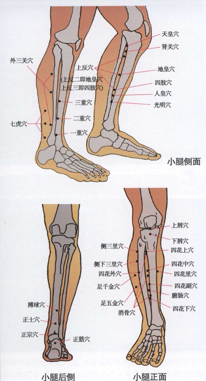 董氏奇穴之四花上穴,四花中穴,四花副穴,四花下穴