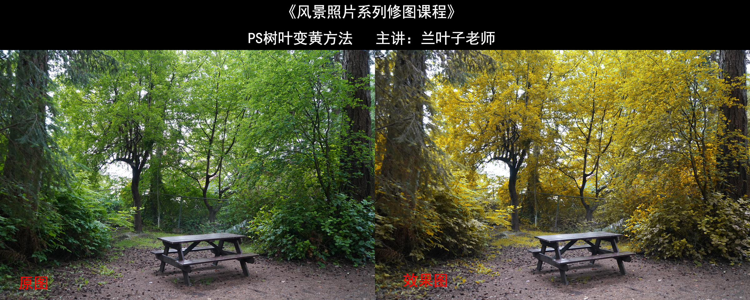 树叶变黄效果图展示.jpg