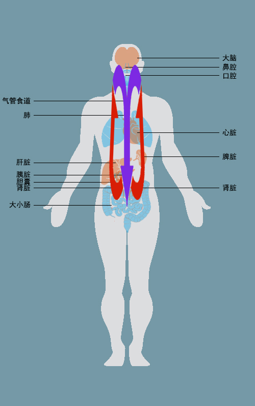 人体新气机升降模型