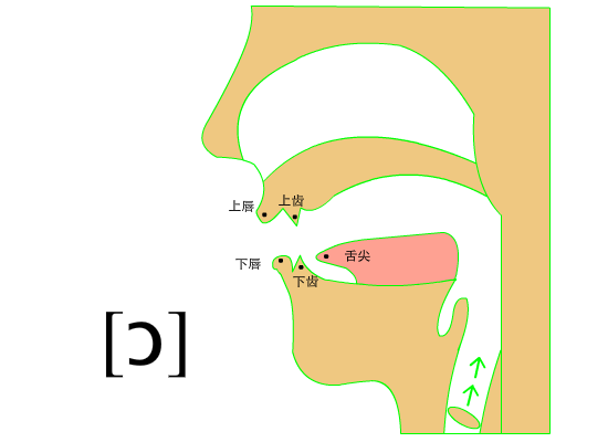 请记住,//是一个开音,所以要保证下颌是打开的. 简单来