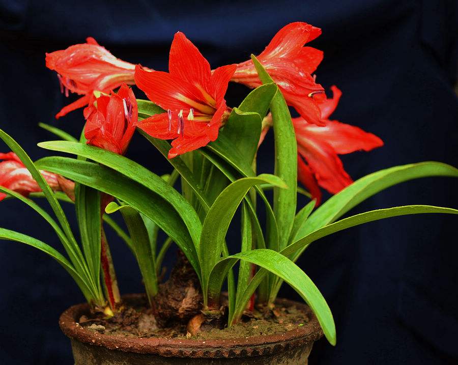 3 主题花草 | 有一种春天,叫郁金香!