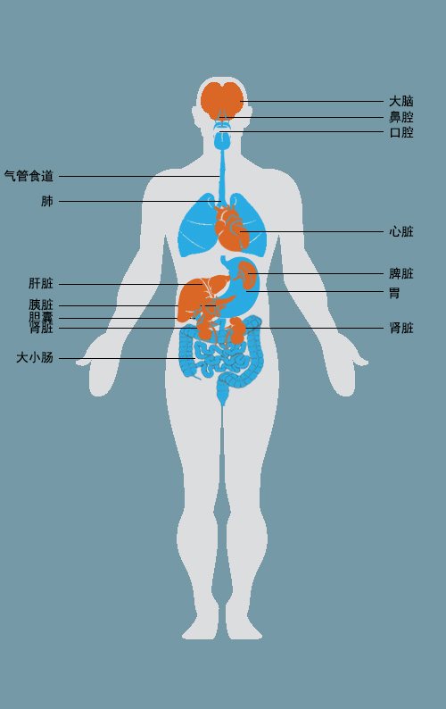 人体新气机升降模型