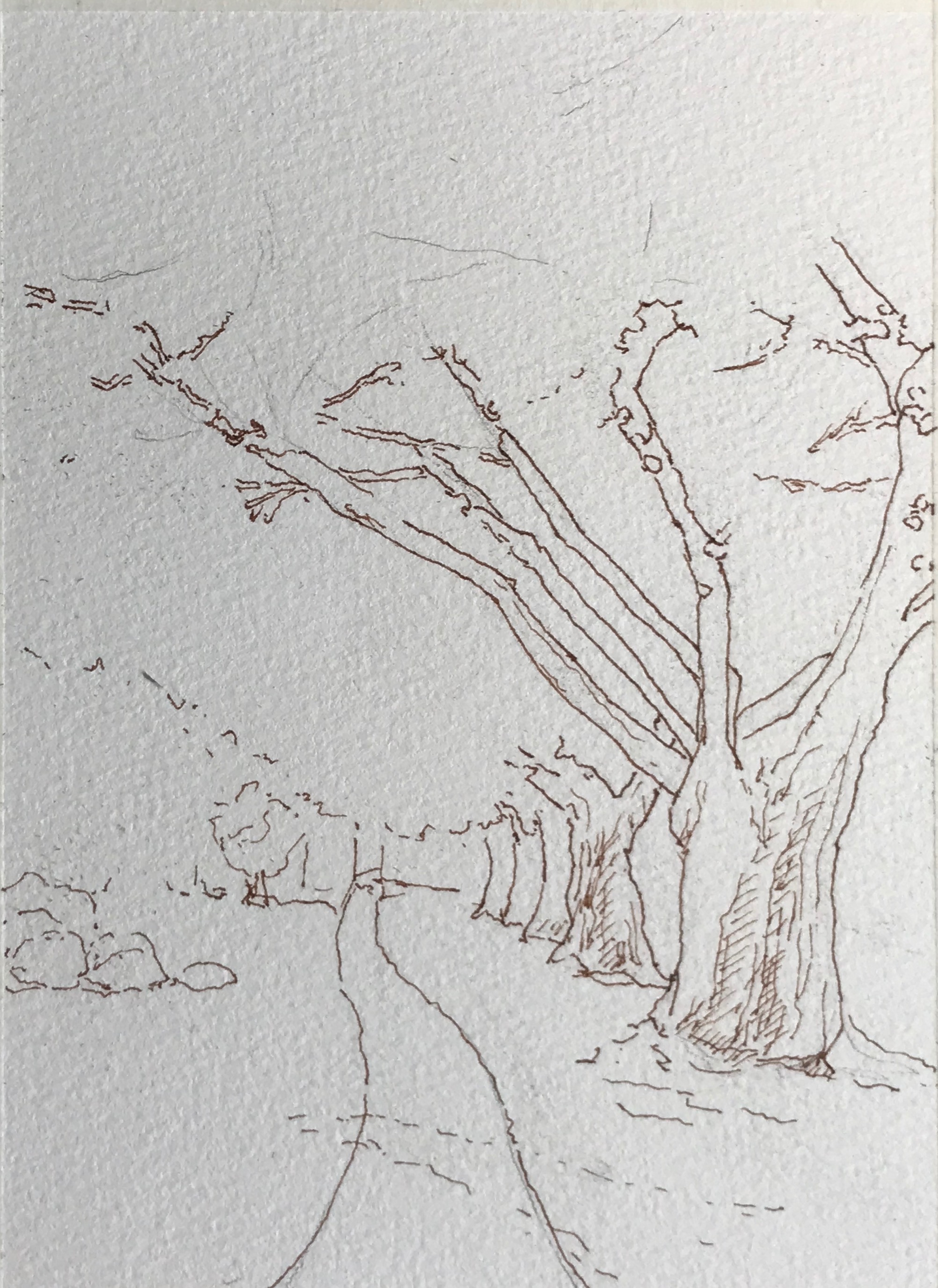 第十节樱花树,风景起稿勾边1