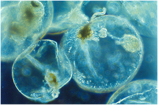 浮游植物 鞭毛藻
