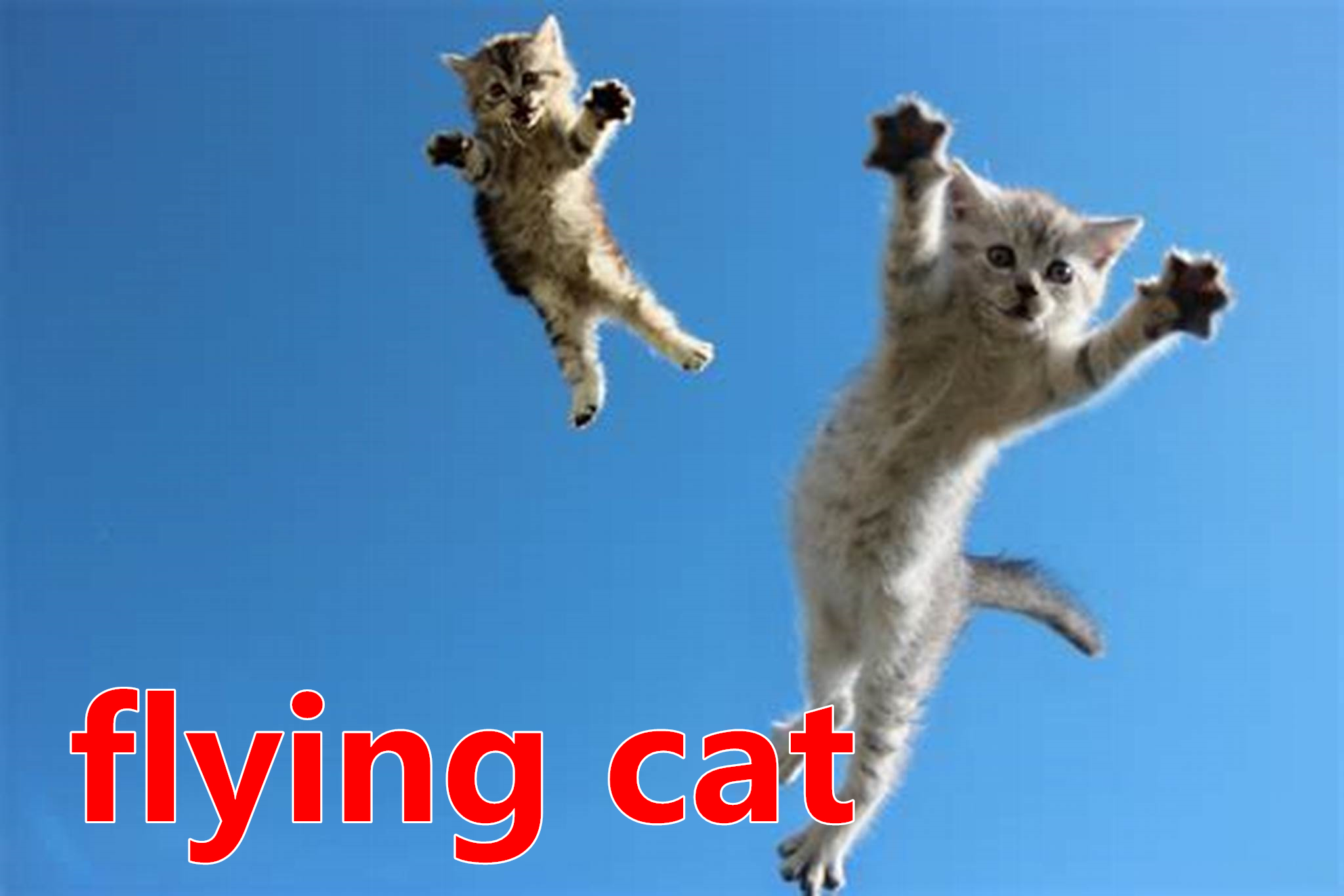 flying cat.jpg